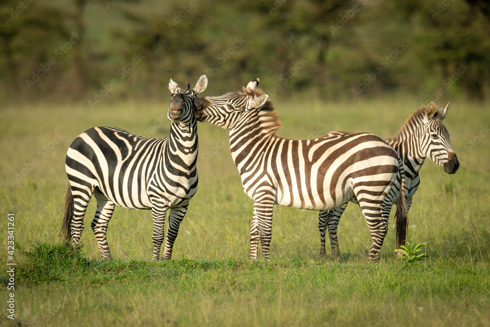 Plains zebra stands biting another near trees Plains zebra stands biting another near trees