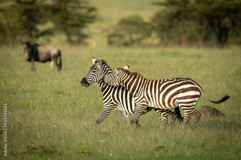 Naklejka premium Plains zebra stands biting another near wildebeest