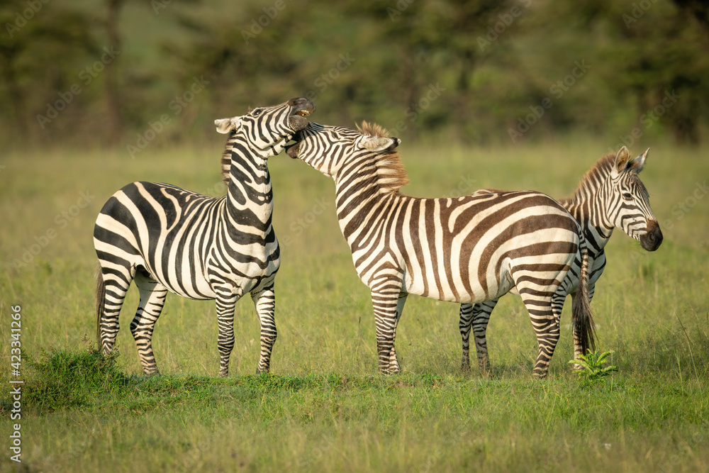 Plains zebra stands biting another in grass Plains zebra stands biting another in grass