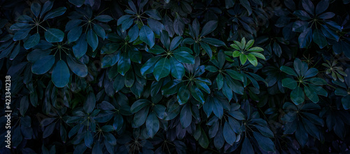 ダークグリーンの植物のナチュラルなイメージビジュアル