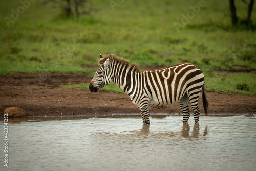 Plains zebra stands in waterhole in profile
