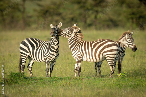 Plains zebra stands biting another near trees