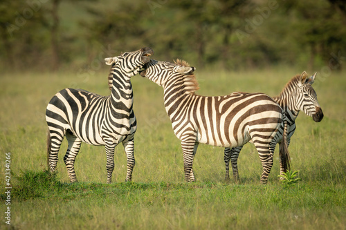 Plains zebra stands biting another in grass