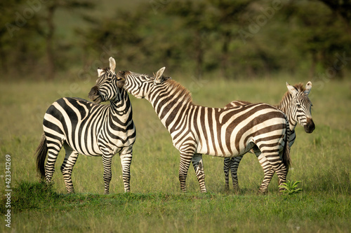 Plains zebra stands biting another near foal