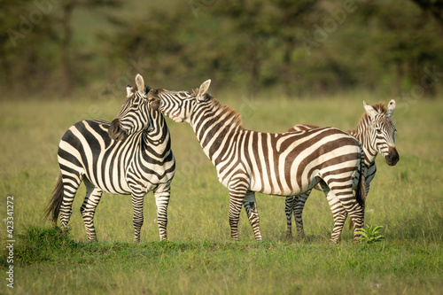 Plains zebra stands biting another beside foal