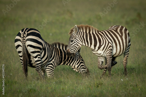 Plains zebra play fight on short grass