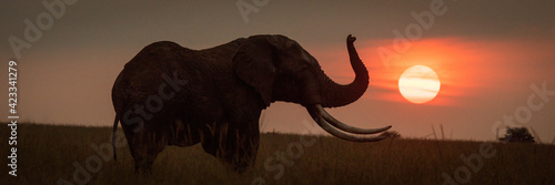 Canvas Print Panorama of African bush elephant at sunset