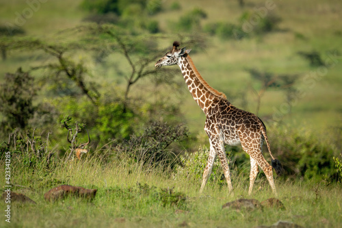 Masai giraffe walks past impala among bushes