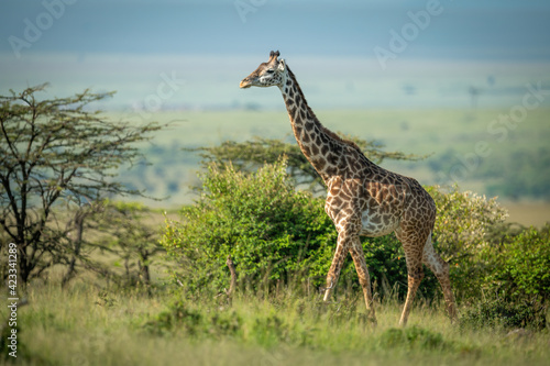 Masai giraffe walks past bushes in sunshine