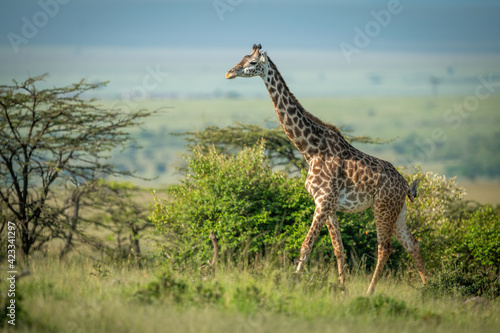 Masai giraffe walks among bushes in sunshine