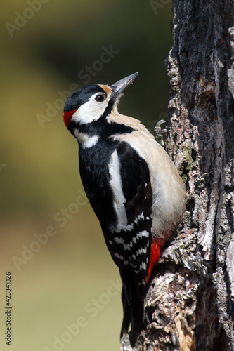 The great spotted woodpecker (Dendrocopos major) sitting on the dry strain. Woodpeckers bird typically perch on top of the trunk.