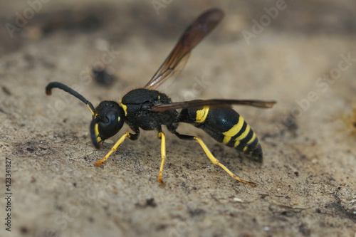 Closeup of the Early mason wasp, Ancistrocerus nigricornis © Henk