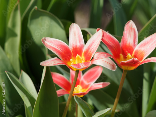 Tulipes de Kaufmann 'Fashion' ou tulipa kaufmanniana à pétales étoilées ou ressemblant à des nénuphars de couleur rose saumon, lavé de rouge à coeur jaune, feuillage vert, marbré de pourpre