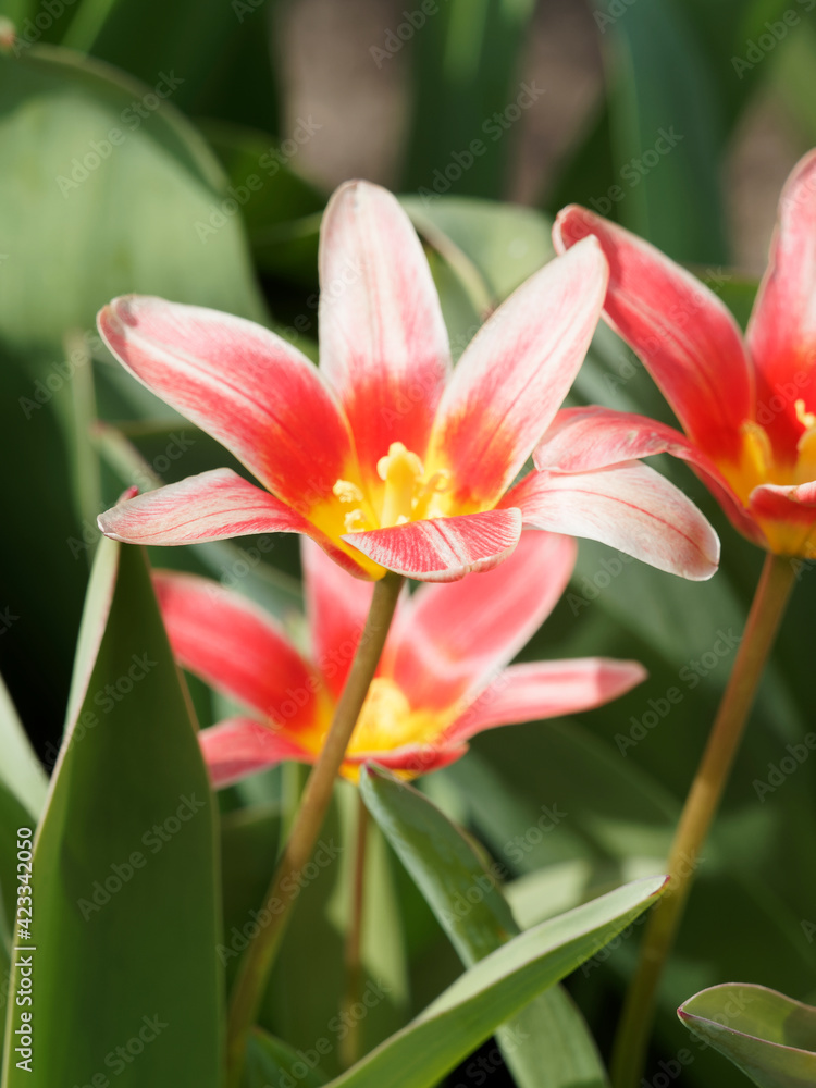 Tulipe de Kaufmann 'Fashion' ou tulipa kaufmanniana vue de près à floraison étoilée, élégante et lumineuse rose, saumon lavé de rouge Tulipe de Kaufmann 'Fashion' ou tulipa kaufmanniana vue de près à floraison étoilée, élégante et lumineuse rose, saumon lavé de rouge