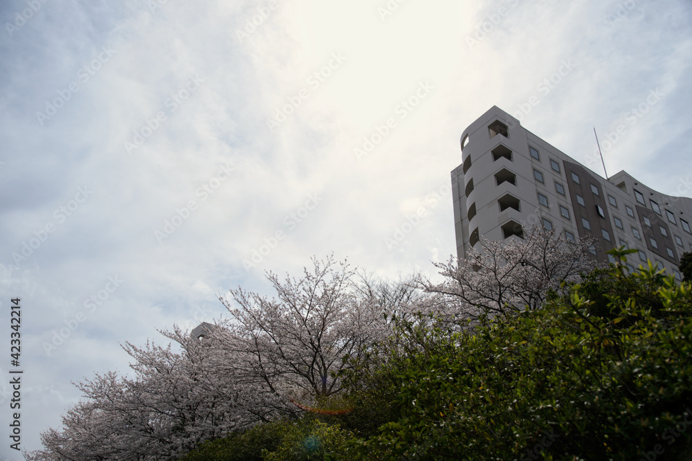 Cherry blossoms in full bloom.