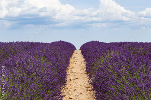 Lavender cultivated field on the path