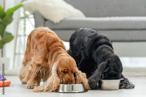 Cuadro en lienzo English cocker spaniel dogs at home