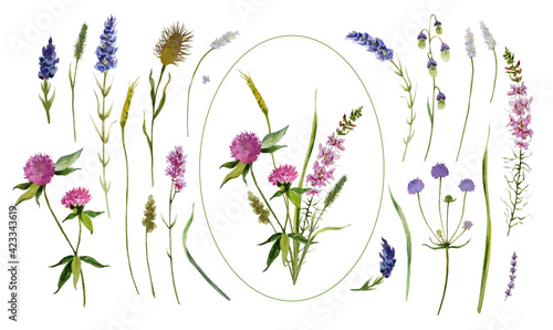 A set of wildflowers  meadow grasses and a delicate field bouquet. Watercolour flowers  clover  lavender  thistle  spikelet  herbs are hand-drawn  isolated on a white background.