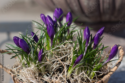 Lilac crocuses in a wicker basket against the background of a concrete flowerpot in the park