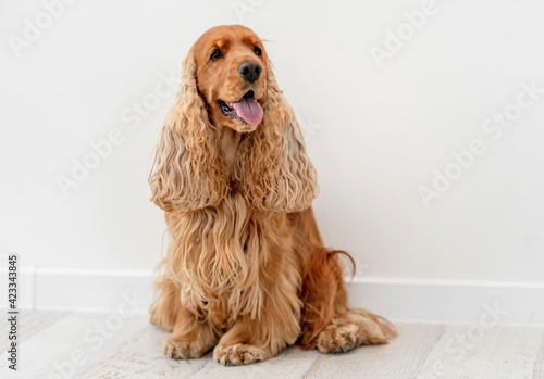 Canvastavla English cocker spaniel dog at home