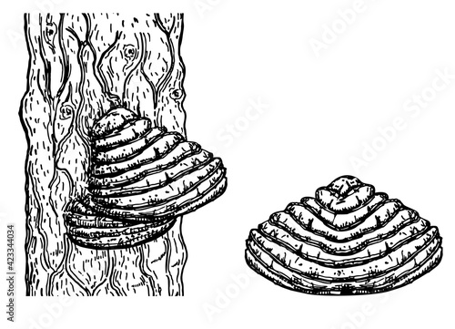 Chaga mushroom on tree. Vector drawing. Botanical illustration. Medical plant. Herbal engraved style sketch. Tinder fungus Fomes fomentarius . Superfood object. Popular healing healthy superfood.