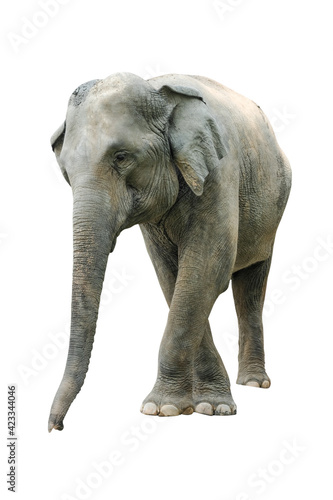 Asian elephants isolated on white background. Asian elephants in different poses