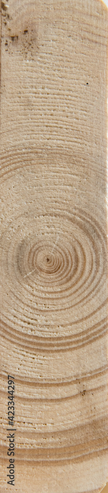 Fototapeta premium Beautiful cut of the board