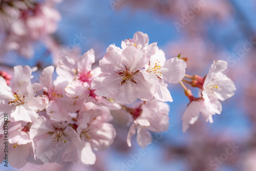 青空と満開の桜