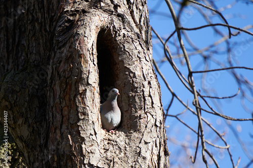 Dove also pigeon ( Columbidae ) sits in the hollow of a thick tree and looks out. Blue sky. Up view.