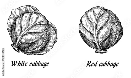 Image of purple and white cabbage heads in sketch style on background with line-art retro-style vegetables. White and red cabbage vintage line drawing or engraving illustration. Vector illustration