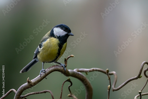 Great Tit (Parus major) on a in the forest of Noord-Brabant in the Netherlands. 