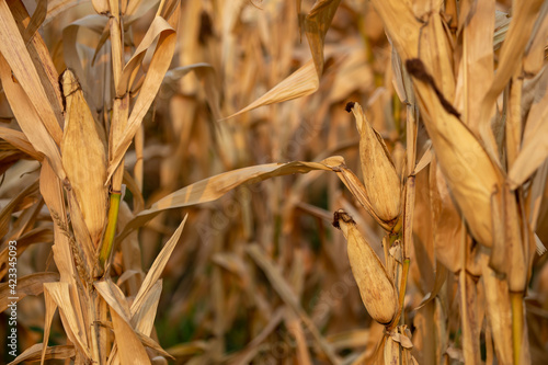Close-up of dried corn with light-brown stems and leaves. Ready for harvest in rural Thailand