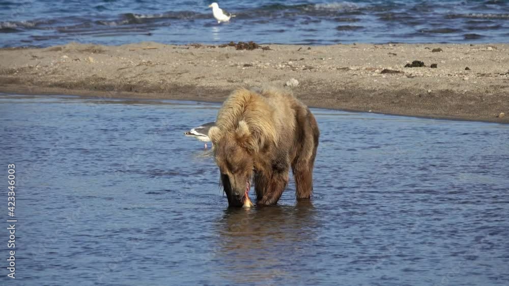 Brown bear eating a caught salmon, Kamchatka, Russia, 4k Brown bear eating a caught salmon, Kamchatka, Russia, 4k