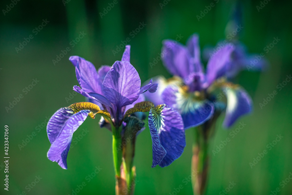 Blue iris flower on a green background in the park