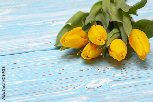 yellow tulips on a blue wooden background, place under the text photo