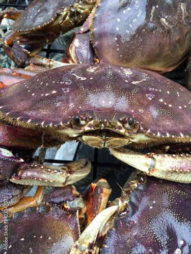 Wild caught crab in crab pot near Camano Island, Washington State. photo