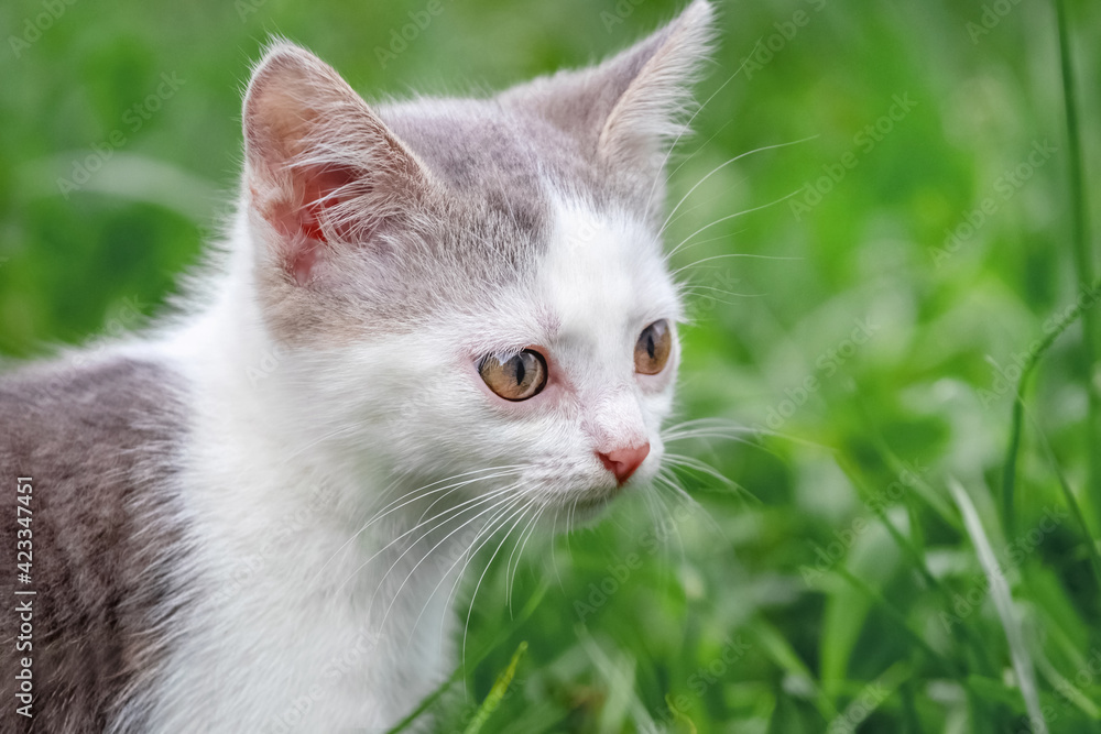 Portrait of a kitten in the garden on a background of grass