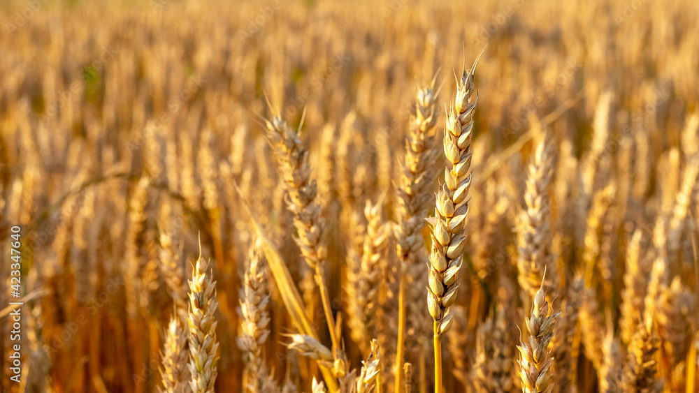 Wheat ears in the field close up. Wheat harvest