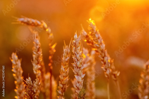 Spikelets of wheat in the field at sunset in bright red tones