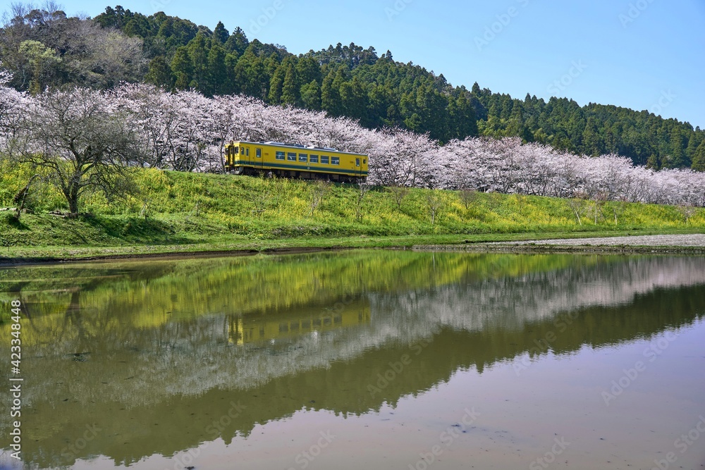 春のいすみ鉄道　新田野ストレートの桜リフレクション
