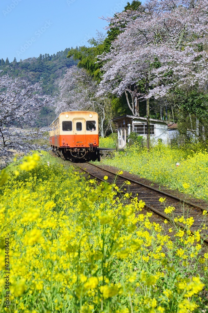 春の小湊鉄道　桜と菜の花に埋まる上総大久保駅