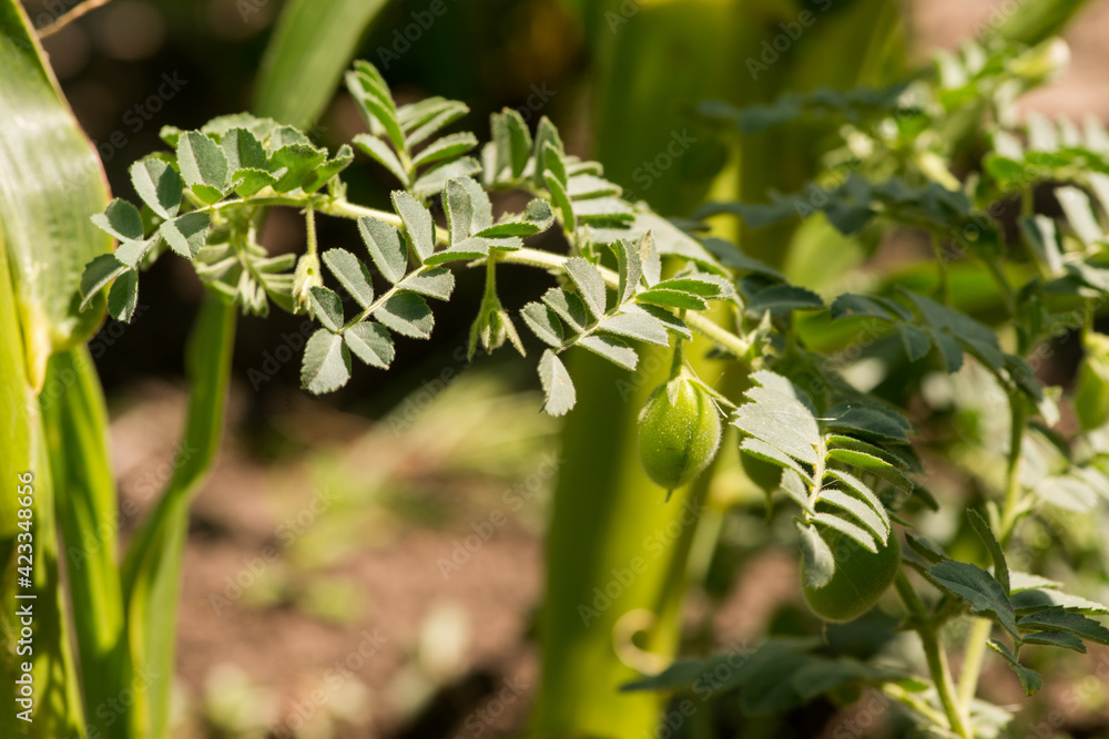 Chickpea pod with green young plant close-up, chickpea growing. Chickpea pod with green young plant close-up, chickpea growing.