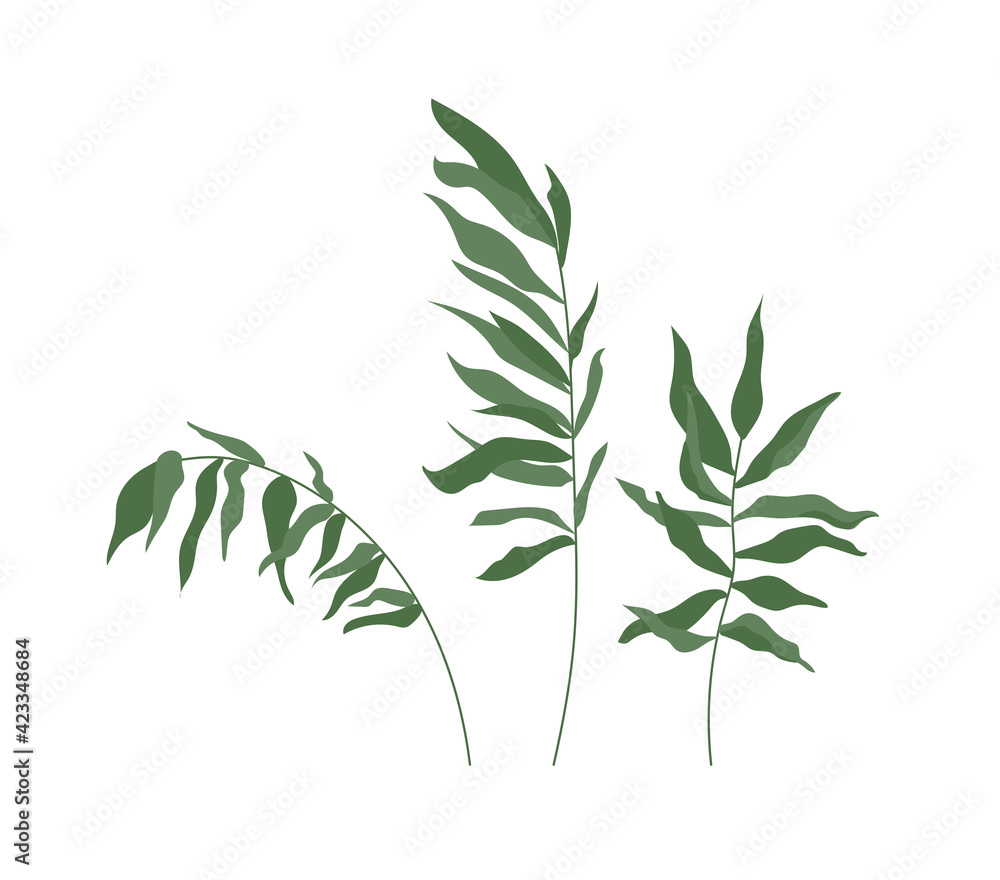 Fototapeta premium Set of tropical leaves. Green palm branches isolated on white background. Vector illustration.