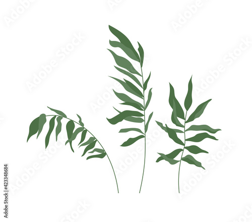 Set of tropical leaves. Green palm branches isolated on white background. Vector illustration.