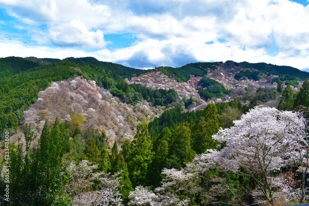 山から見る満開の山桜