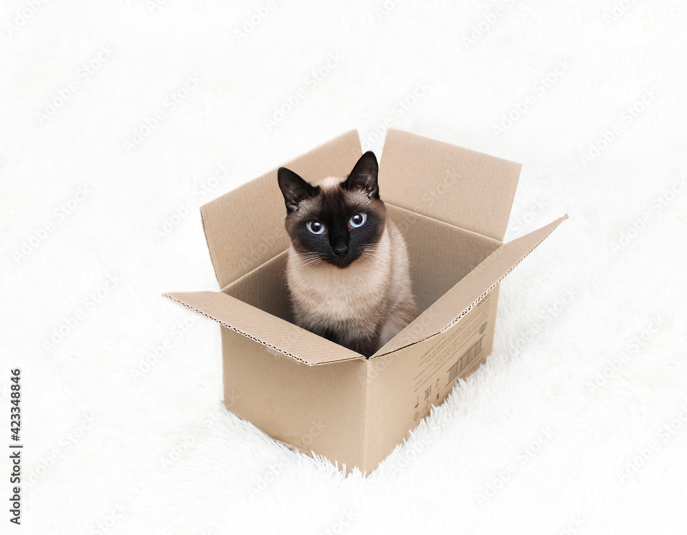 A Thai cat with blue eyes sits in a box.