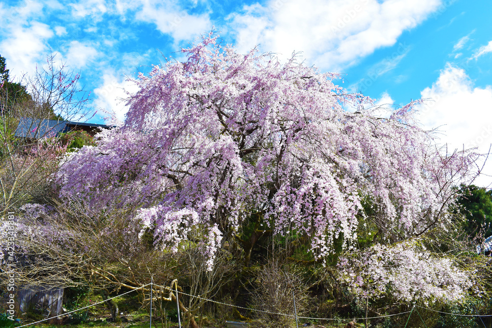 満開の枝垂れ桜と青空