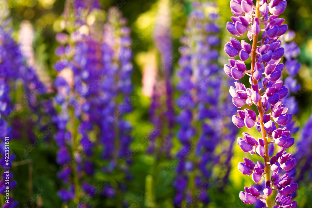 Fototapeta premium A field of blooming lupine flowers. Sunlight shines on plants. Violet summer flowers, blurred background.