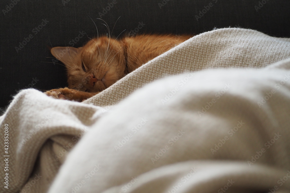 Śpiący rudy kot przykryty beżowym kocem - obrazy, fototapety, plakaty 