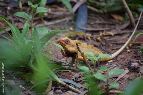 An Indian chameleon in the forest. A lizard in the garden. © Samson